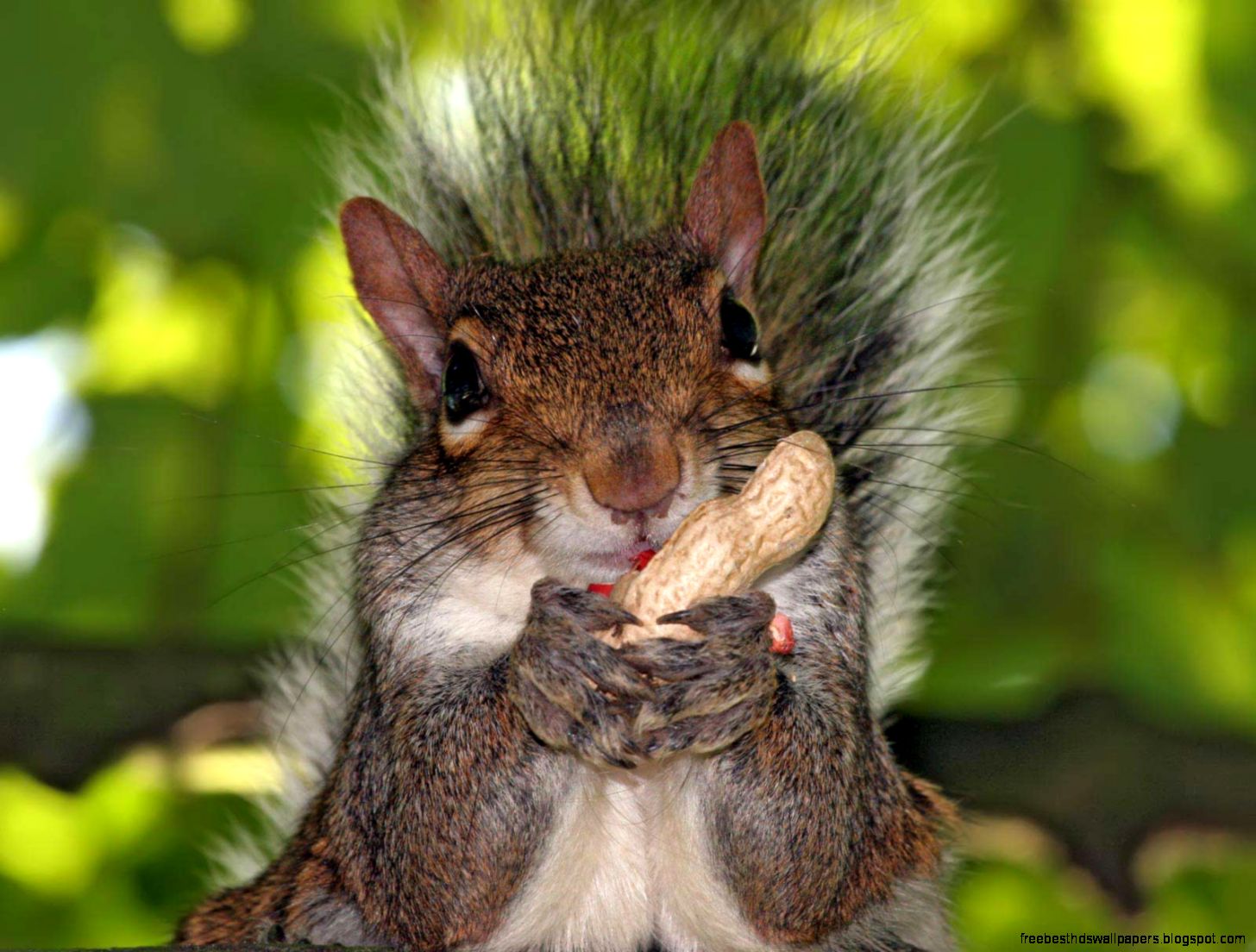 Squirrel Eating Nuts