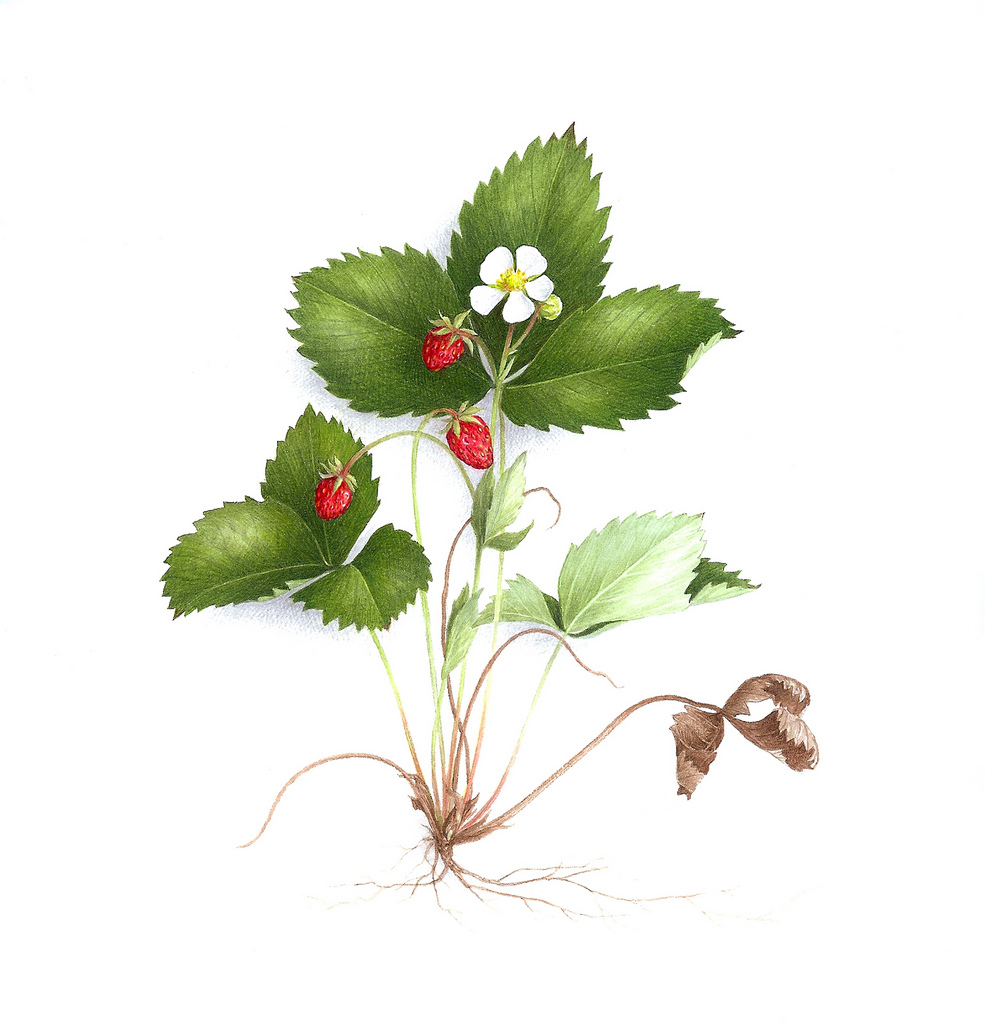 Кустик земляники картинка для детей