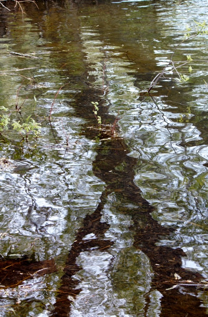 Travelblogue May 2015 Mud Lake Wildlife Management Area