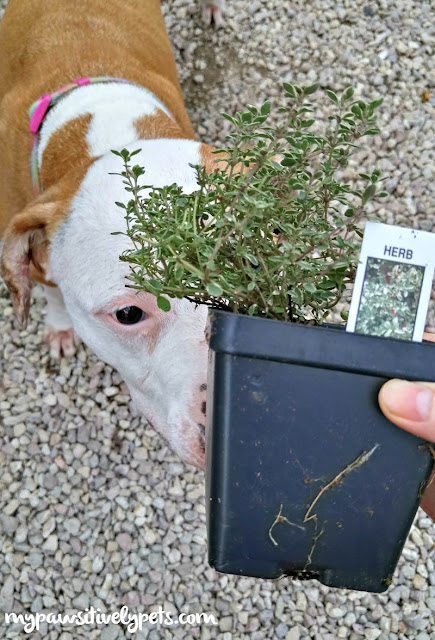 is peppermint safe for dogs what to plant for a friendly garden pawsitively pets is peppermint safe for dogs what to plant for a friendly garden pawsitively pets