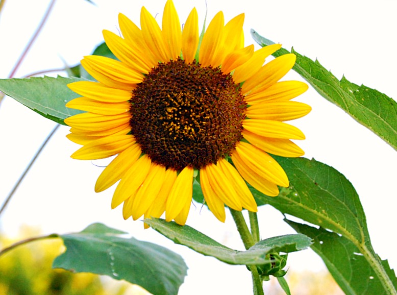 sunflowers-flower-farmer-garden-gardening-athomewithjemma