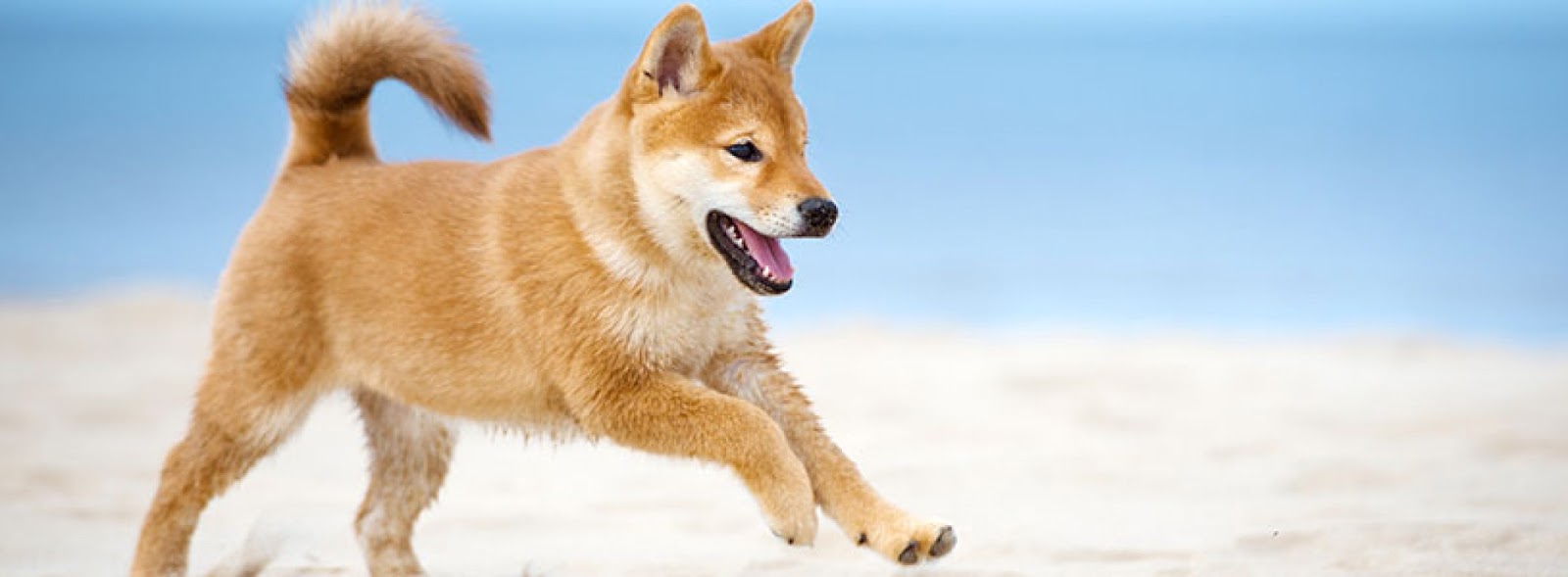 Köpek Nedir Ne Demek Nasıl Yapılır
