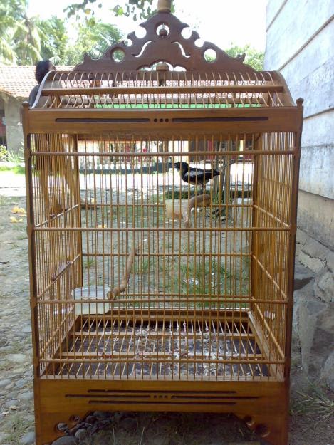 Kurungan Manuk: Sangkar Burung Jenis Kosan
