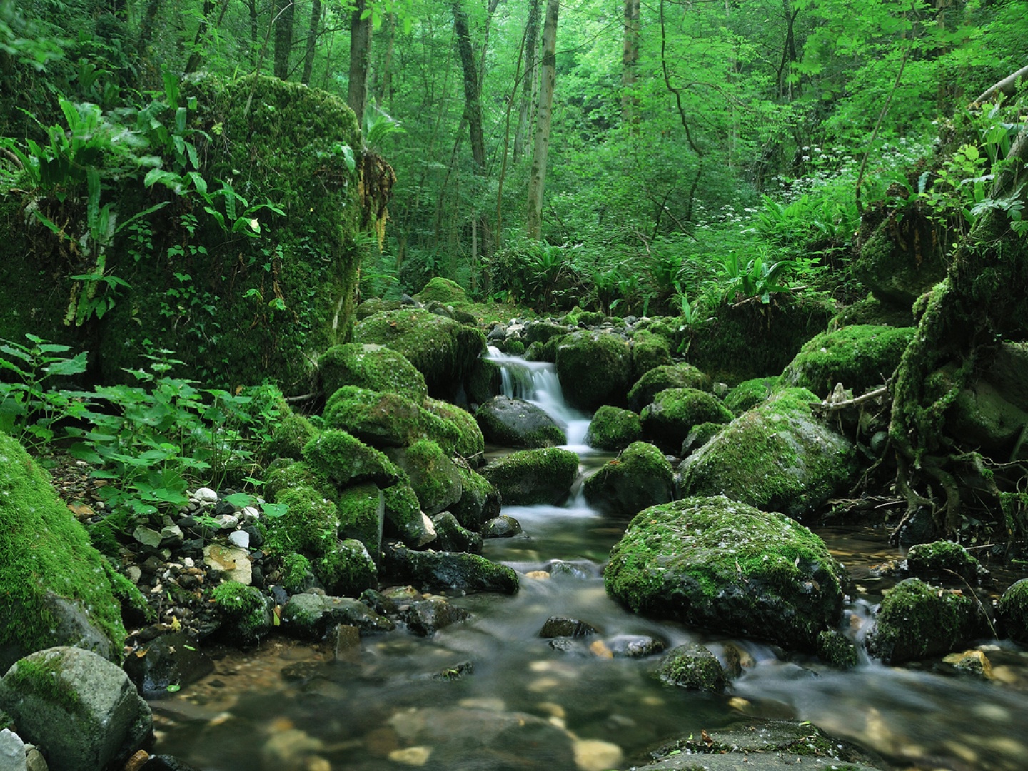 Floristería La Primavera : Los bosques y los ríos.