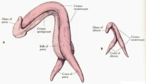 10 cose segrete che non sapevi su steroidi orali sicuri