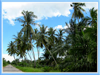 Coconut and oil palm plantations, Tanjong Karang, Selangor, Malaysia