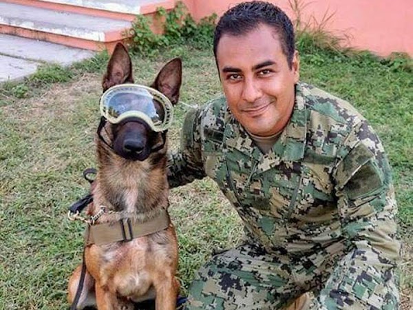 Evil, el pastor belga que apoya en las labores de rescate Evil, el pastor belga que apoya en las labores de rescate
