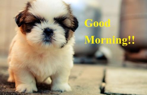Puppy Good Morning Images Cute Puppy Image For Good Morning