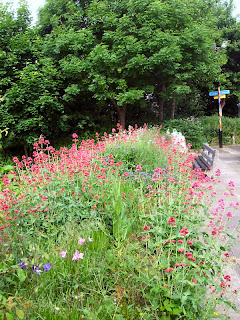 Benwell Nature Park, Newcastle upon Tyne. June 2013