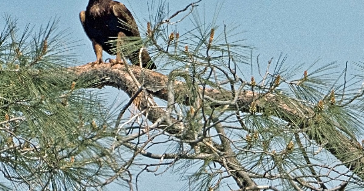 Mid Sierra Musings A Surprise Golden Eagle Story Part 1