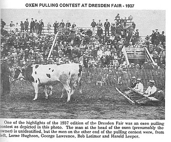 OX PULLING AT THE FAIR, 1937