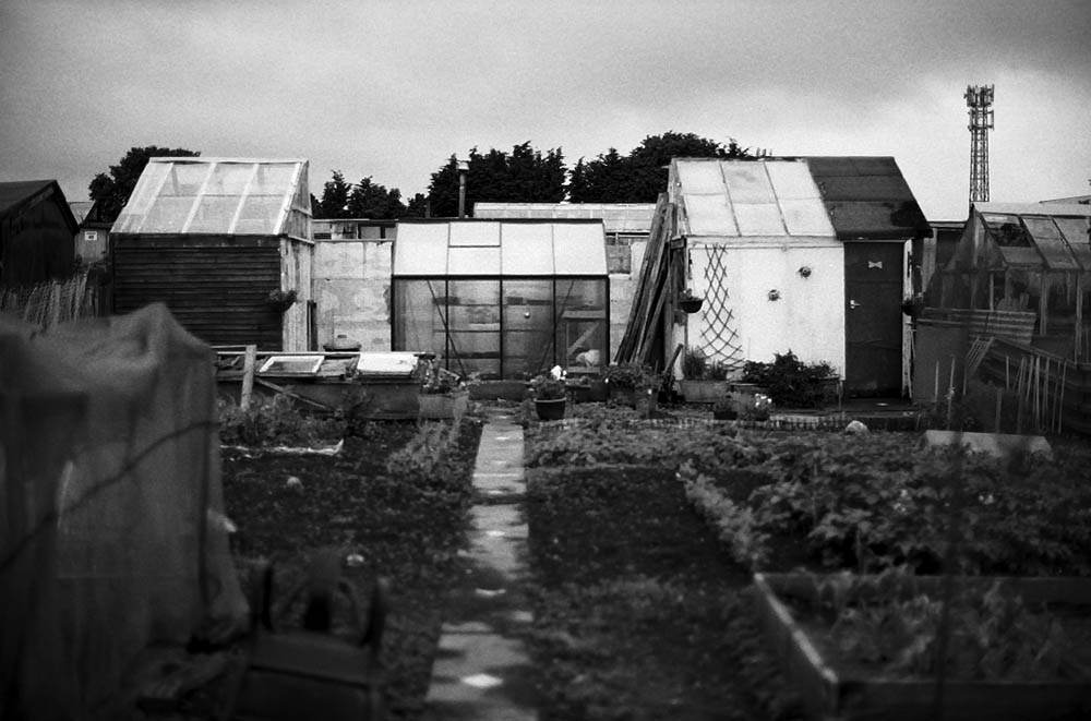 Old Craigie Road Allotments Dundee 82