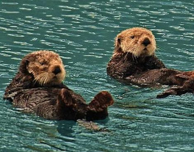Animals Unique: Sea Otter