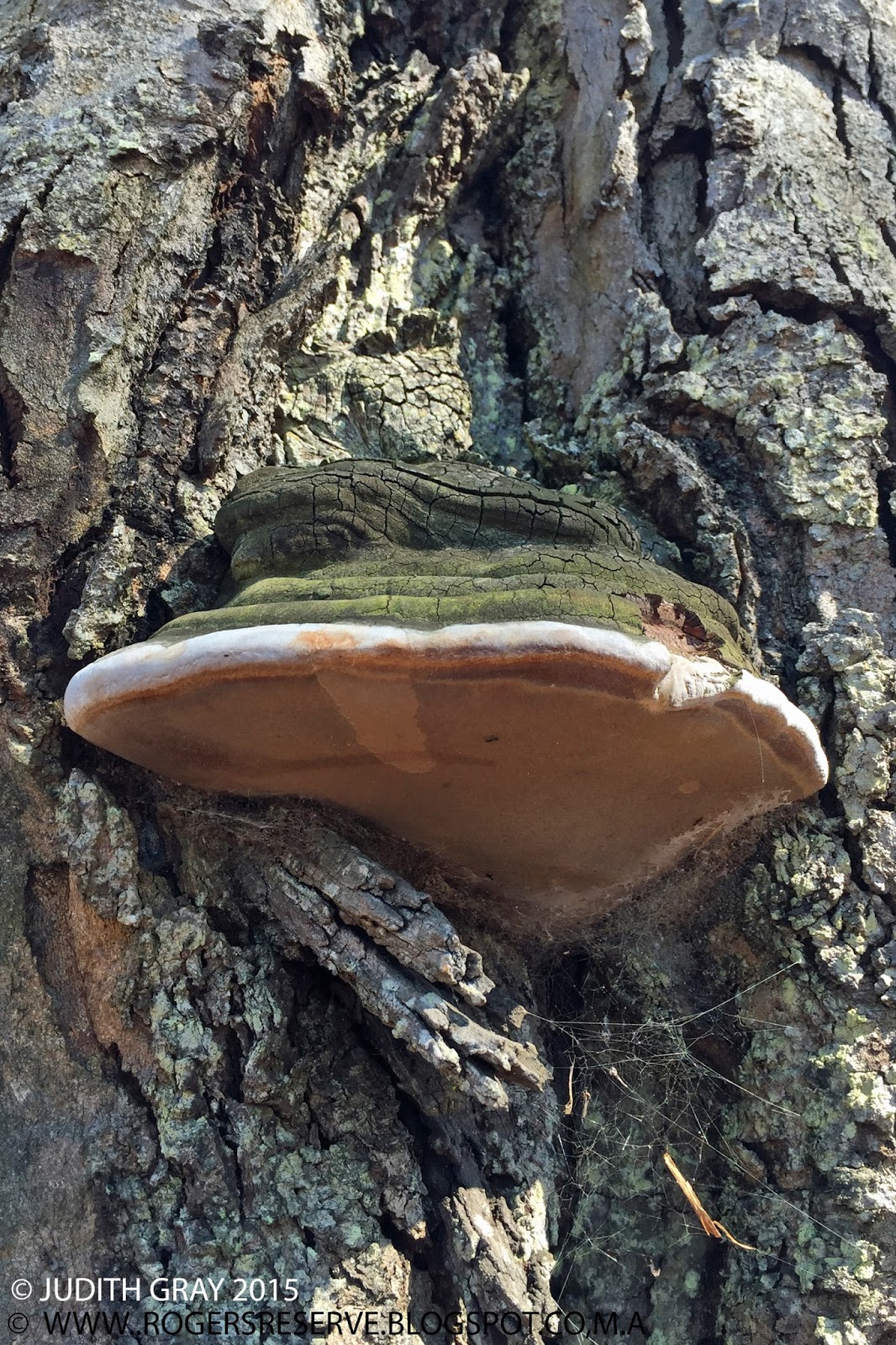 Charles and Motee Rogers Bushland Reserve Huge Horse Hoof Fungi