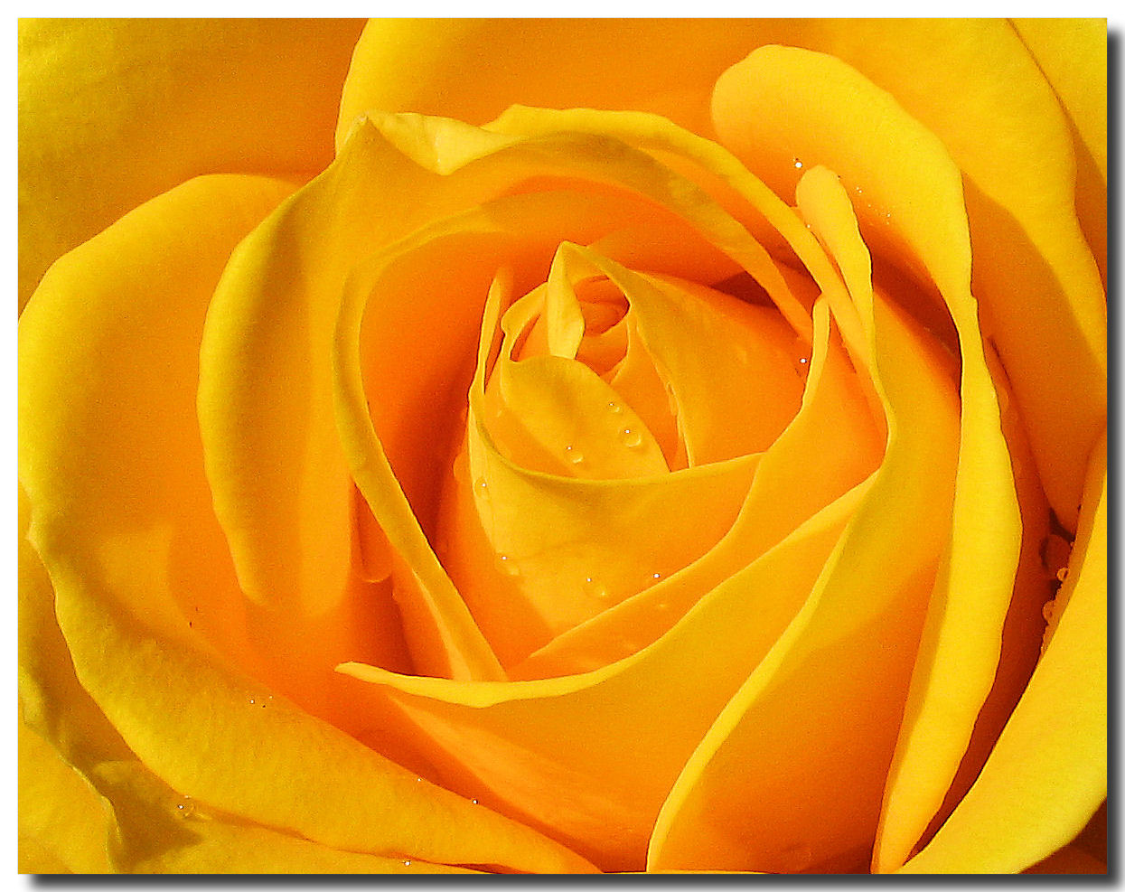 Yellow Flower Wallpaper