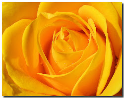 yellow rose flowers wallpapers roses flower background pretty backgrounds desktop golden nature