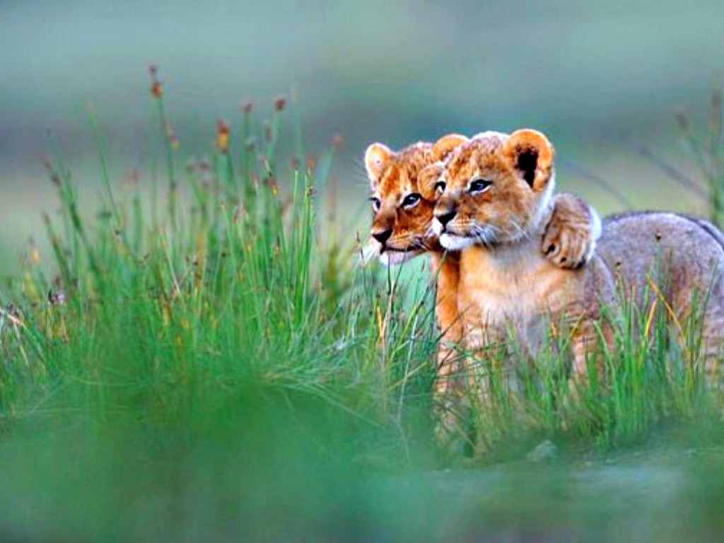 Lion Cubs facts Lion Cubs