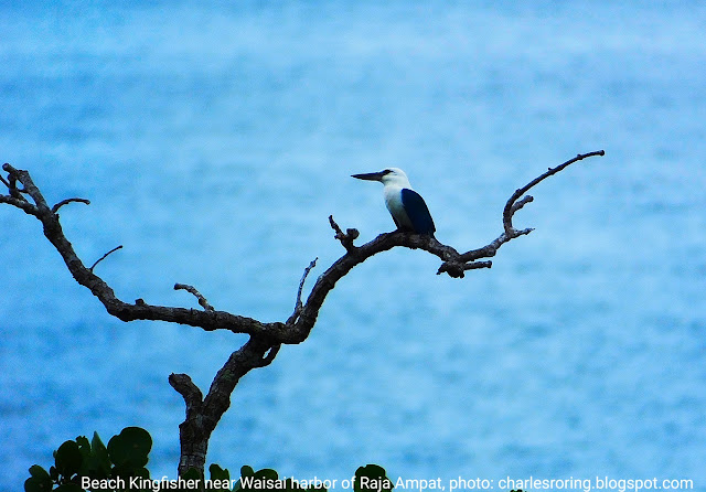 Birding in Waigeo island