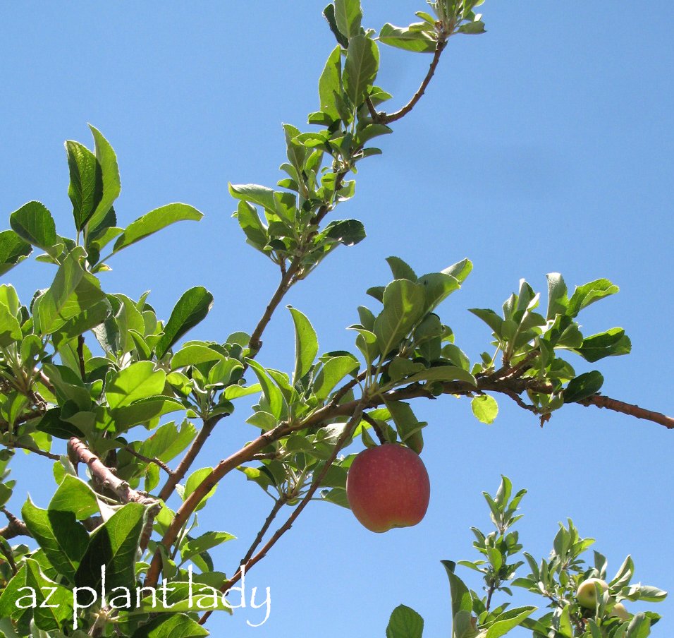 New Addition to My Desert Garden Apple Trees Ramblings from a