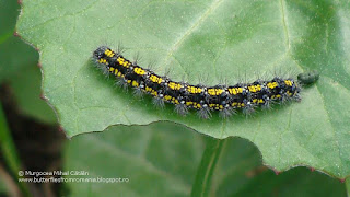 Callimorpha dominula (caterpillar) DSC79522