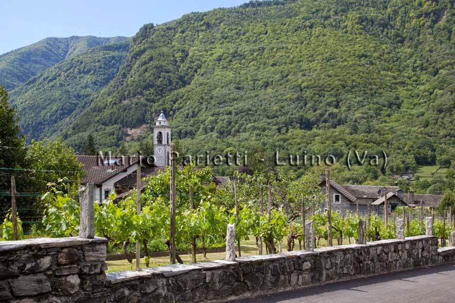 Parrocchiale e vigneti a Maggia Parrocchiale e vigneti a Maggia