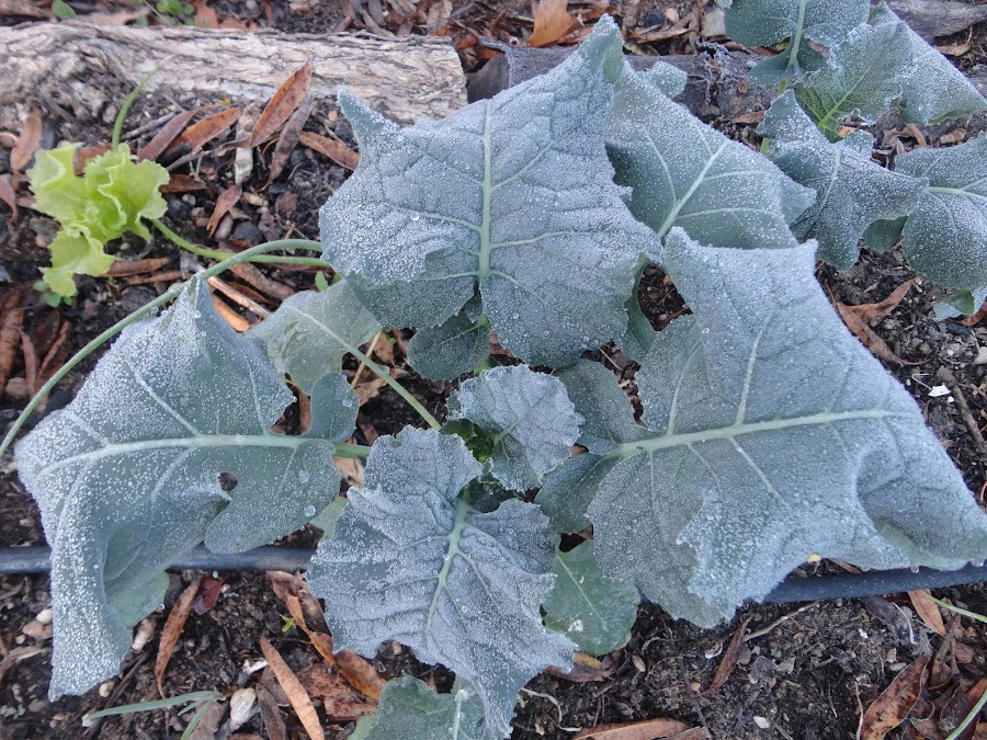 HELADA SOBRE LAS HOJAS DE BRÓCOLI TRAS UNA FRÍA NOCHE.