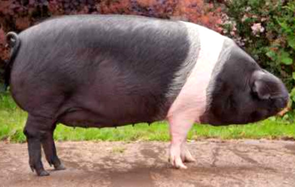 chato murciano pig, chato murciano pigs, about chato murciano pig, chato murciano pig breed, chato murciano pig breed info, chato murciano pig breed facts, chato murciano pig care, caring chato murciano pig, chato murciano pig color, chato murciano pig characteristics, chato murciano pig facts, chato murciano pig for bacon, chato murciano pig for lean meat, chato murciano pig history, chato murciano pig info, chato murciano pig images, chato murciano pig lifespan, chato murciano pig meat, chato murciano pig origin, chato murciano pig photos, chato murciano pig pictures, chato murciano pig rarity, raising chato murciano pig, chato murciano pig rearing, chato murciano pig size, chato murciano pig temperament, chato murciano pig uses, chato murciano pig weight