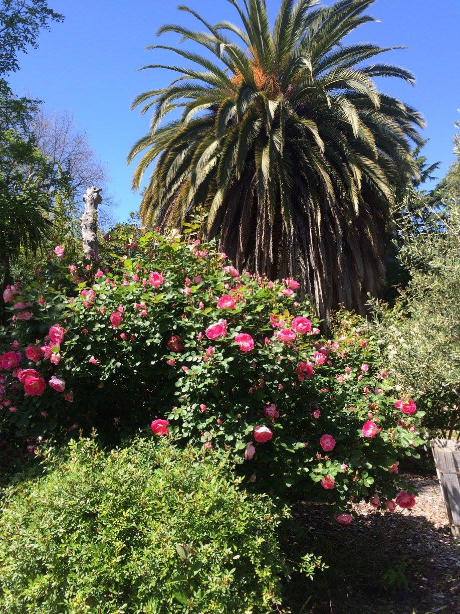 The Illustrated Plant Nut Plants of the Canary Islands