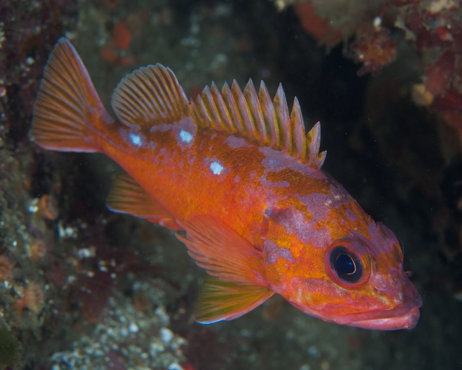 under pressure world Rosy Rockfish Carmel, CA