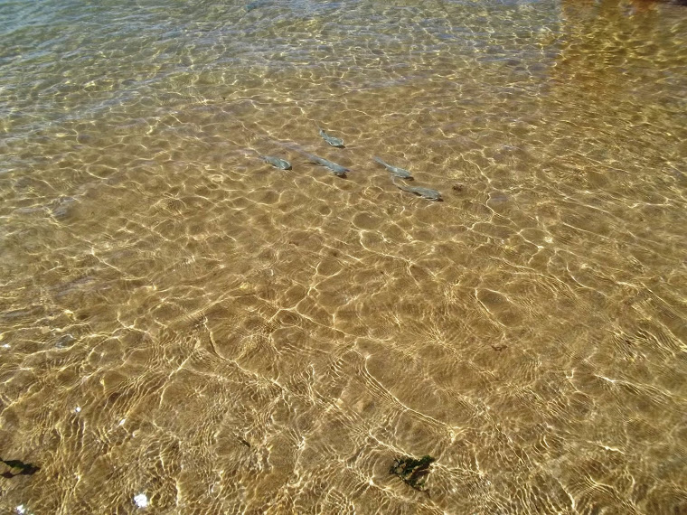 Peixinhos na Praia Vermelha, João Pessoa, PB