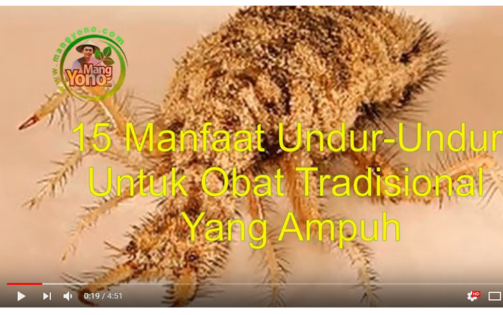 15 Manfaat Undur Undur Untuk Obat Tradisional Yang Ampuh