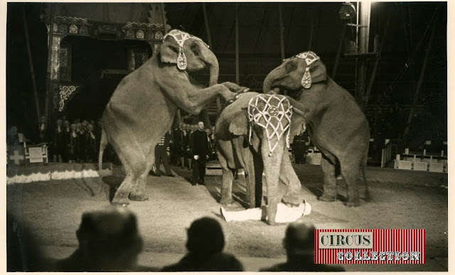 spectacle Les éléphants du cirque Knie, présenté par Charles Knie