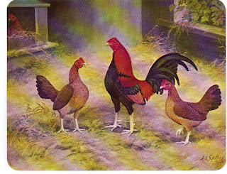 STAR GOATS FARM - Columbian Giant Brahma chicken Available for