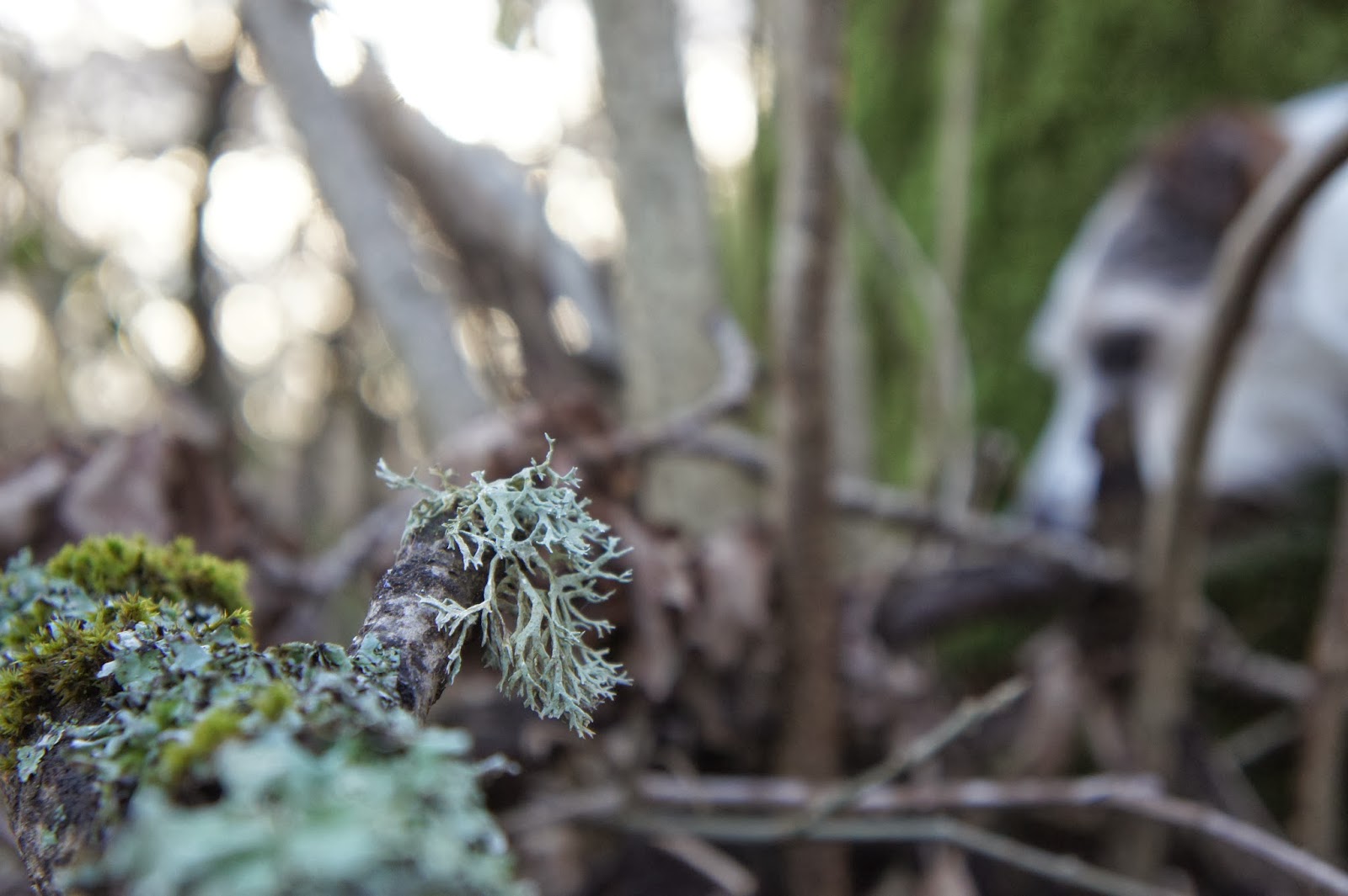 Forage Sussex OAK MOSS what’s not to Lichen!