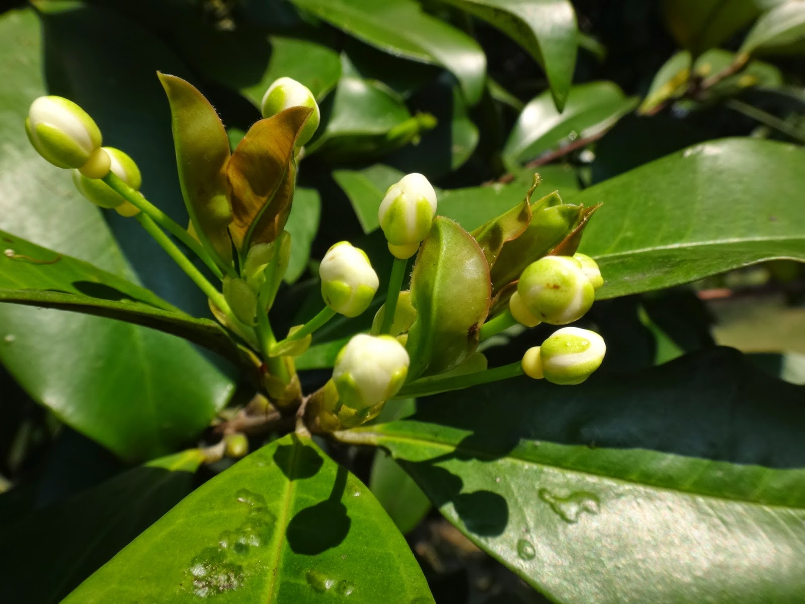 Uma flor por dia: Grumixama