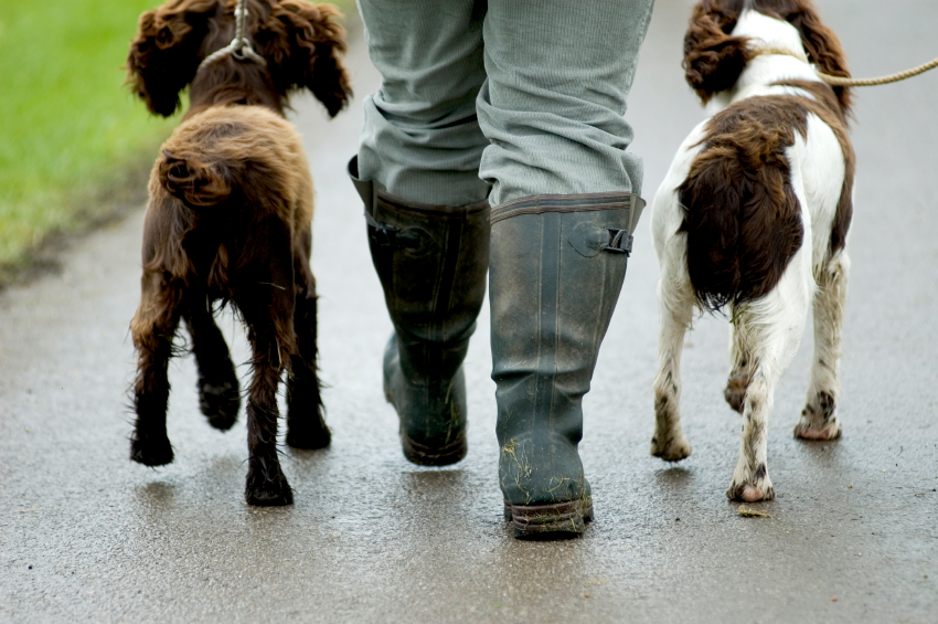 Talking Paws Walking Paws Dog Walking