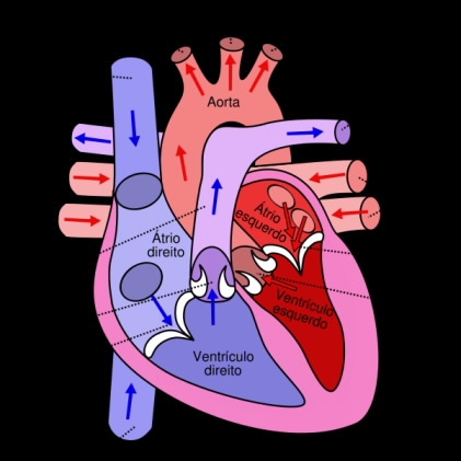 Diabetes emedicina aorta ascendente dilatada
