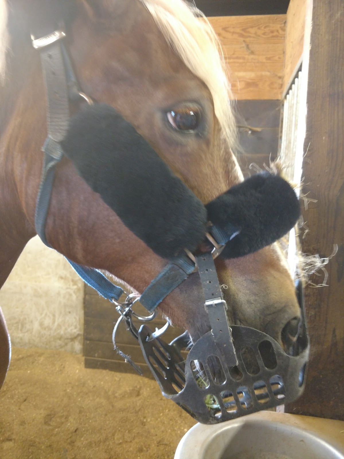 For Horse/Pony/Cob Shires Greenguard Grazing Headcollar 