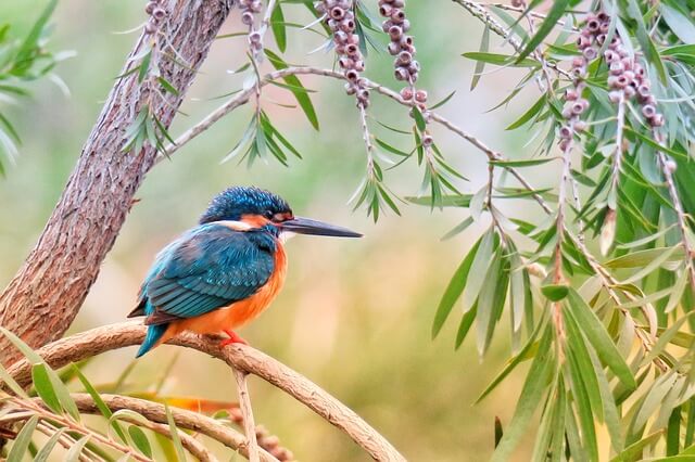 Pobitora Wildlife Sanctuary: A Heavenly Abode for Birders!