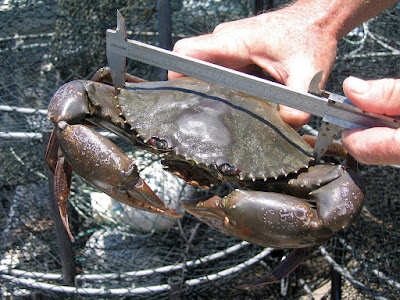 crab mud crabs fattening farming green scientific name serrata caught commons moreton bay wiki scylla fish measured released tagged part