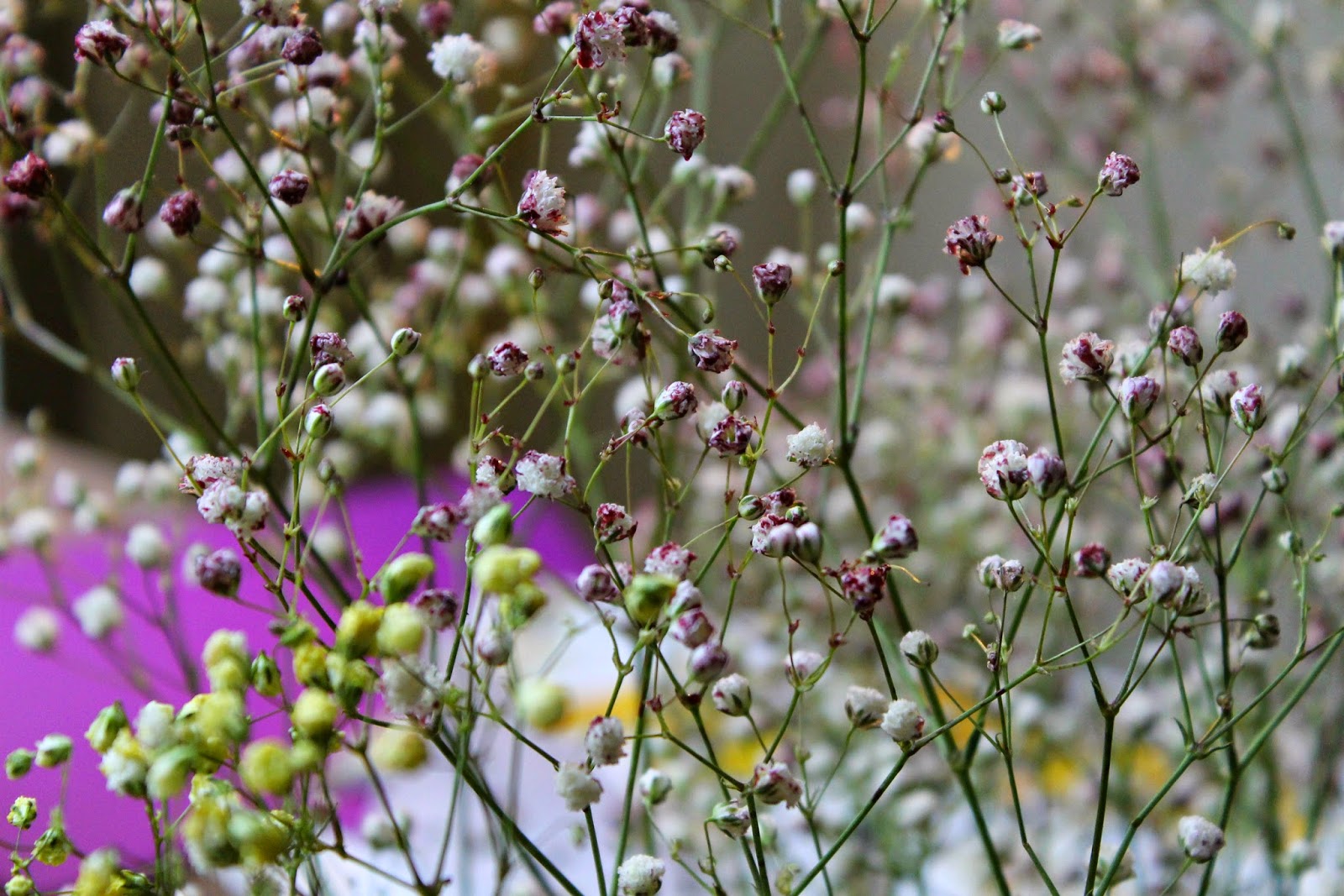How to naturally dye baby's breath DIY