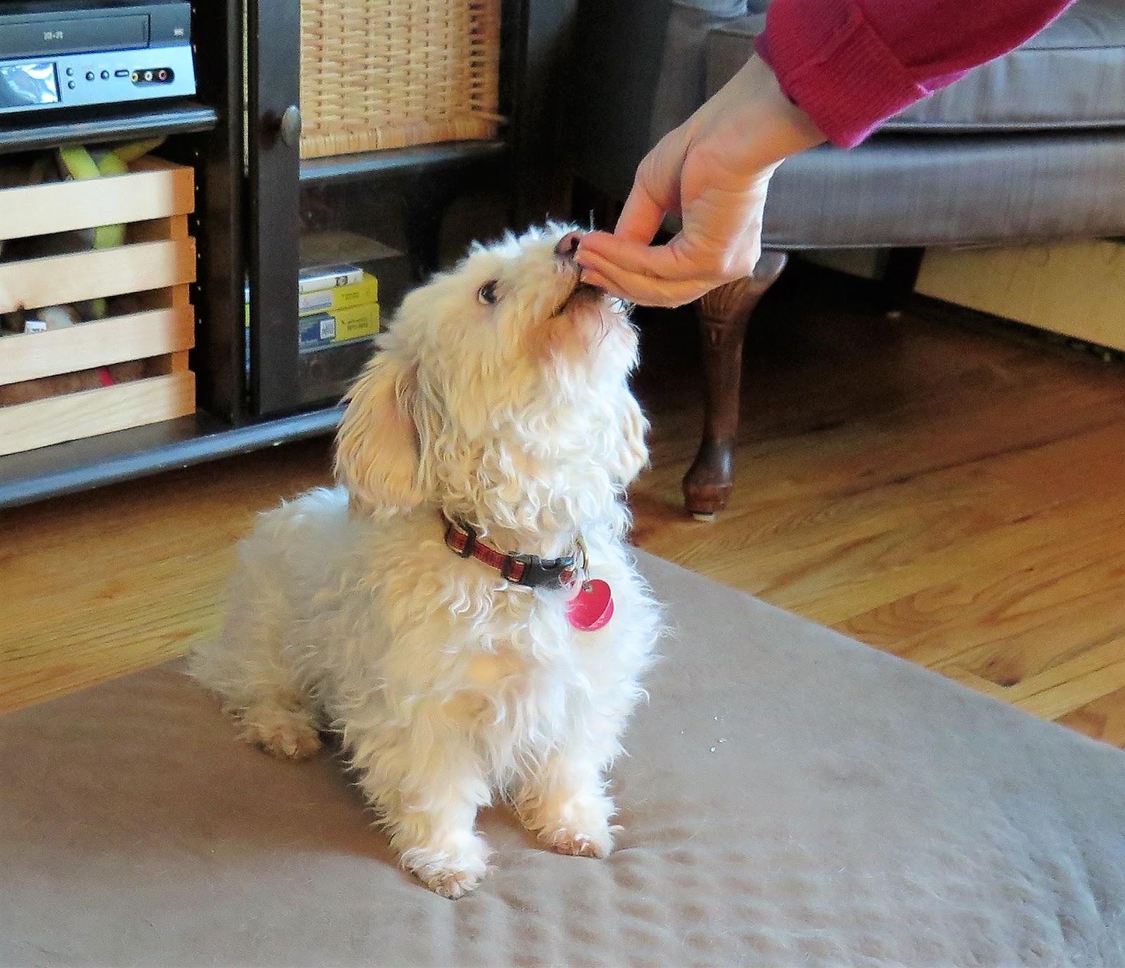 Dogs Luv Us and We Luv Them Cute Dog Trick; Roll Over