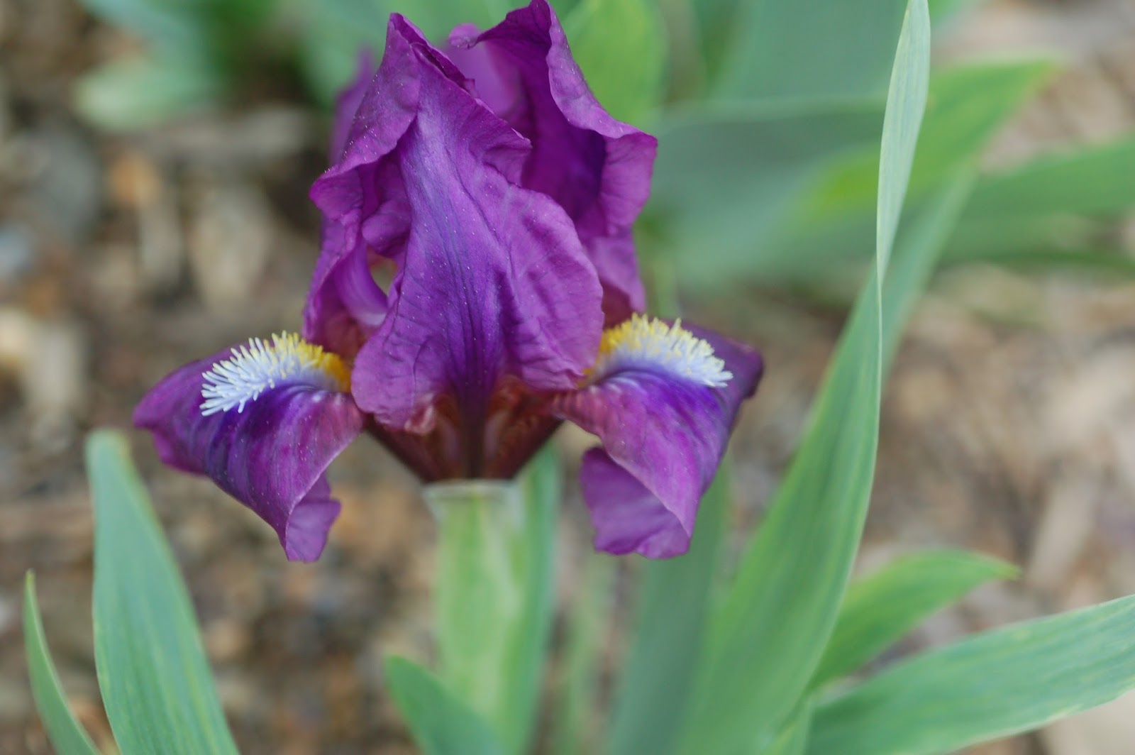 World of Irises Rebloom With the Dwarf Irises
