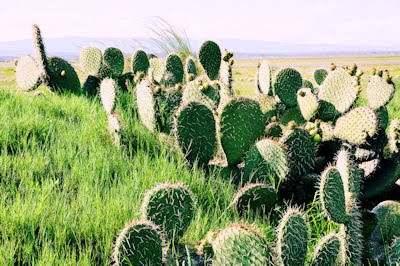 Nopales silvestres con muchas espinas en las planicies secas y áridas del Estado de Puebla, México.