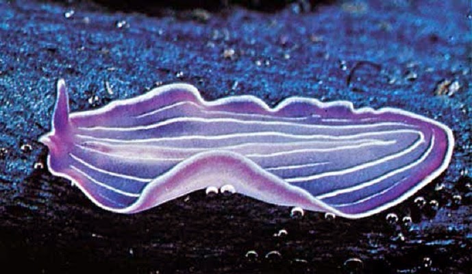Phylum aschelminthes képek névvel - Állatrendszertan – Wikipédia