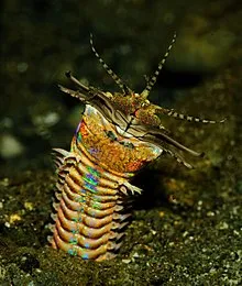 This is a Bobbit Worm and not the same as in the video.