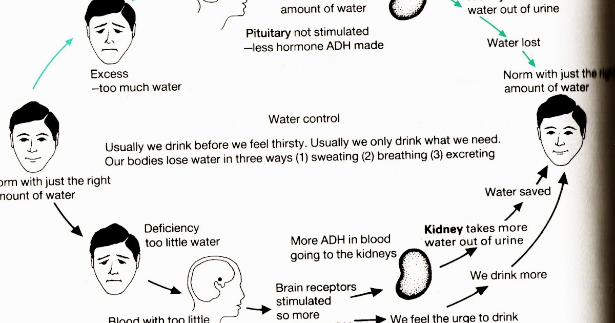 Human Body Flow Diagram Mania Adh Negative Feedback