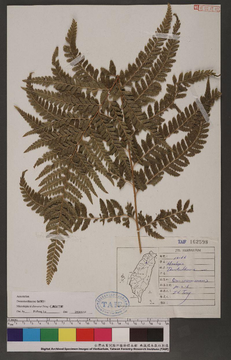 41+ Gambar Daun Yang Jatuh, Gambar Terkini