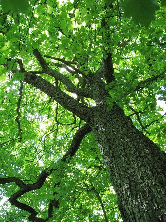 tree_canopy.jpg