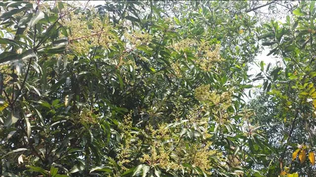 Mou Mou aroma of mango blossoms around golapaganje